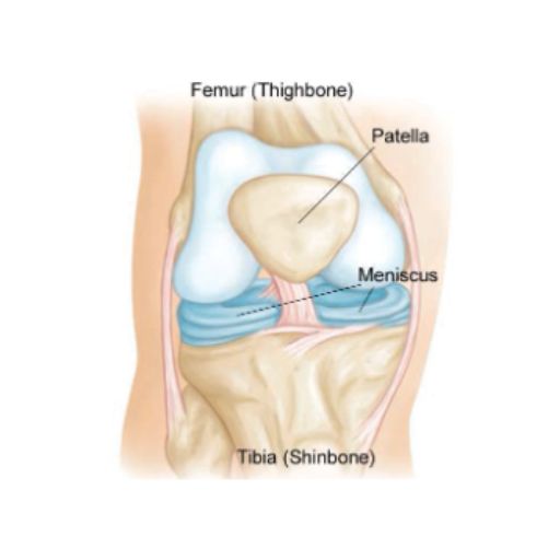 Anatomía de la rodilla explicada por el Dr. Fabián Poletti